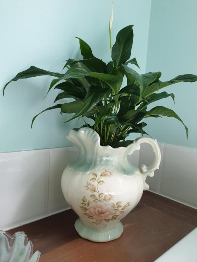 Rosebank Guesthouse 힐스빌 외부 사진